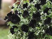petunia-black-velvet2-250x187-jpg