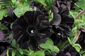 petunia-black-velvet-520x345-jpg